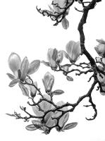 Magnolia Canopy at Kew
